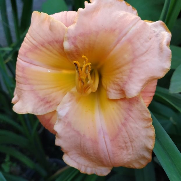  - Hemerocallis in gradina 2019