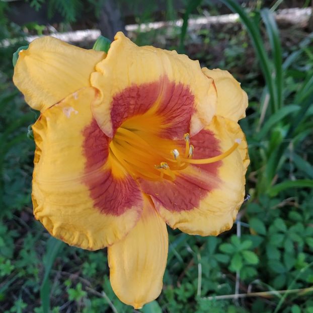  - Hemerocallis in gradina 2019