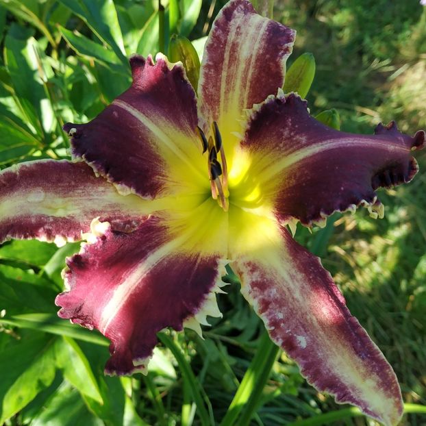  - Hemerocallis in gradina 2019