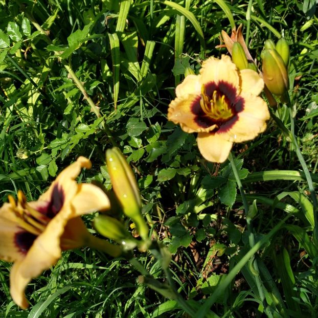  - Hemerocallis in gradina 2019