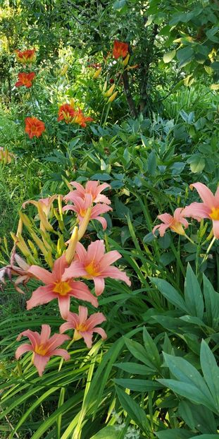  - Hemerocallis in gradina 2019