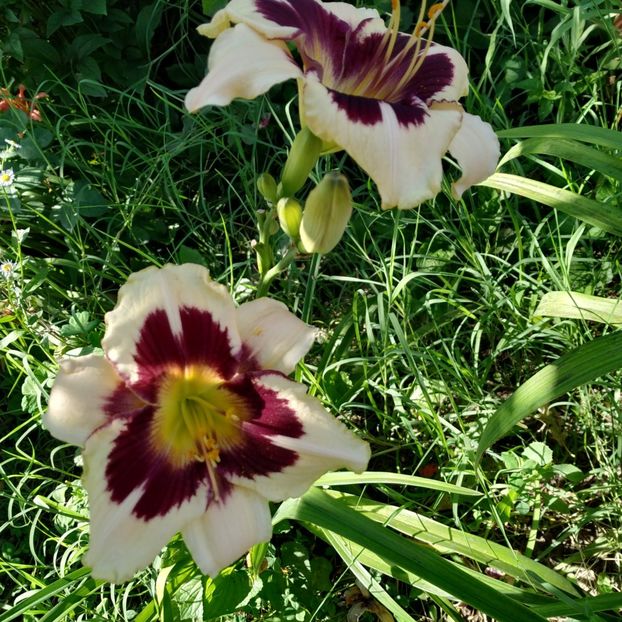  - Hemerocallis in gradina 2019