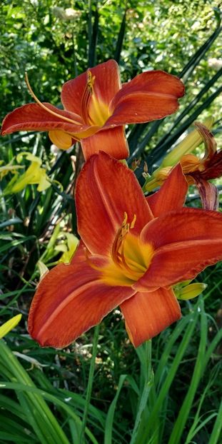  - Hemerocallis in gradina 2019