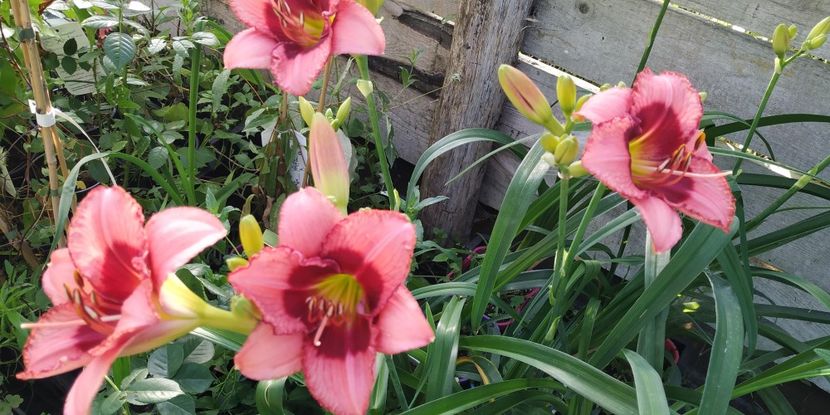  - Hemerocallis in gradina 2019