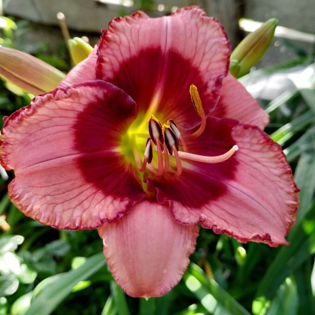  - Hemerocallis in gradina 2019