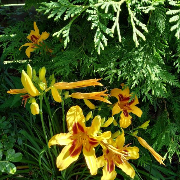  - Hemerocallis in gradina 2019