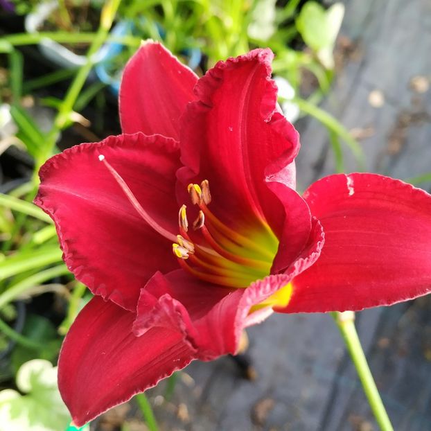  - Hemerocallis in gradina 2019