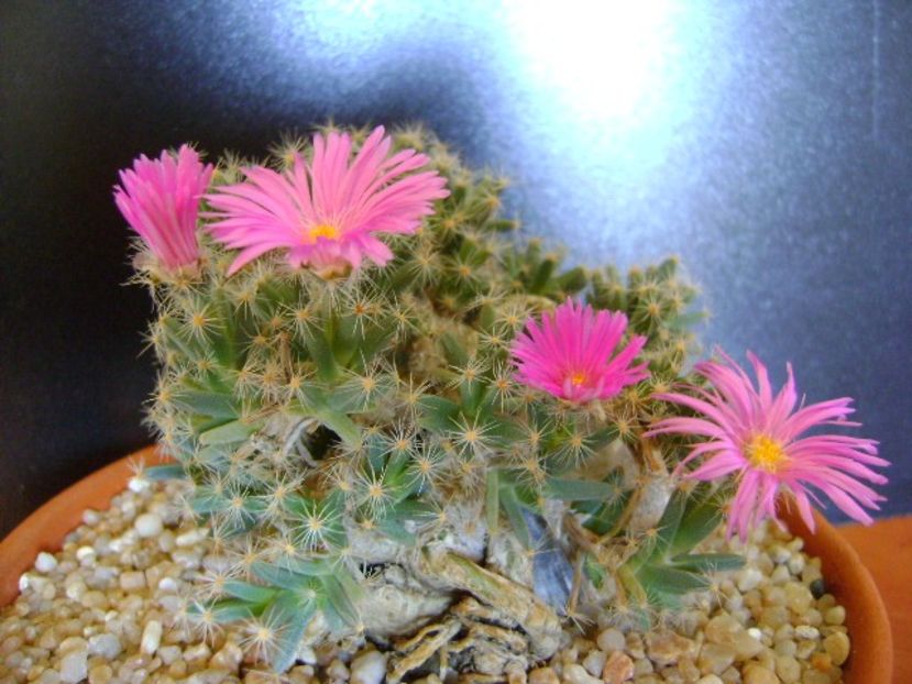 Trichodiadema densum - Caudiciforme si bulbi 2019 bis