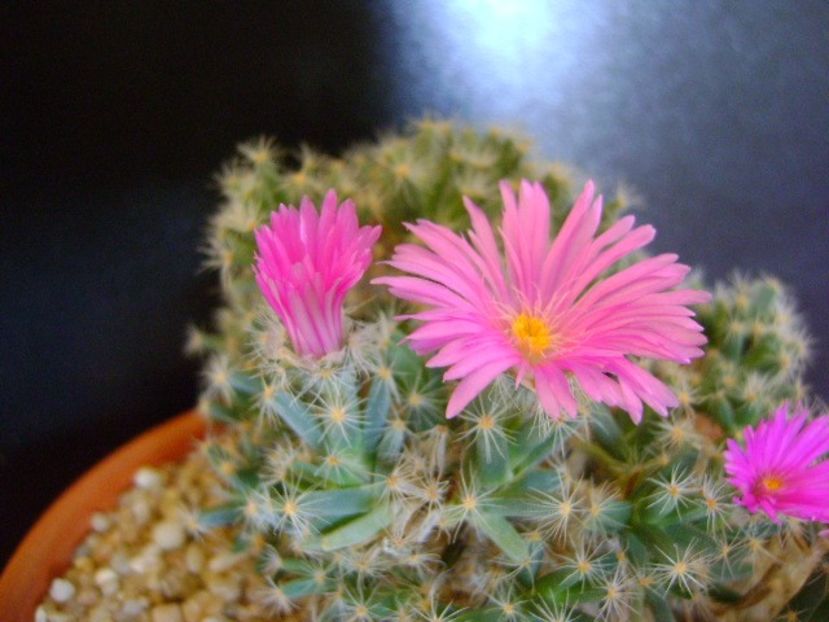 Trichodiadema densum - Suculente 2019