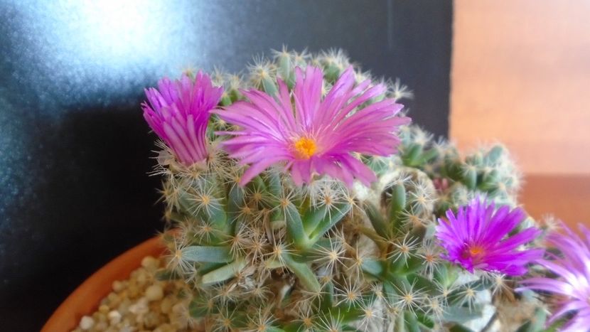 Trichodiadema densum - Suculente 2019