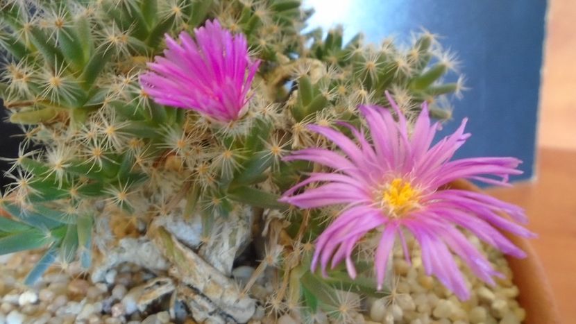 Trichodiadema densum - Suculente 2019