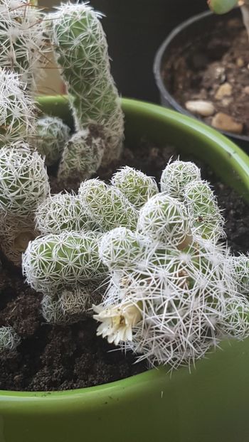 Mammillaria gracilis - Mammillaria