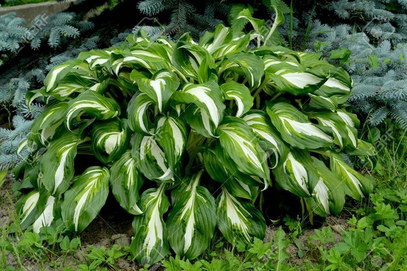 Undulata Univittata-17 lei - HOSTA