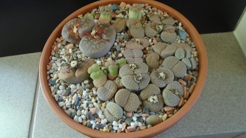 Lithops inceput de vegetatie - Suculente 2019