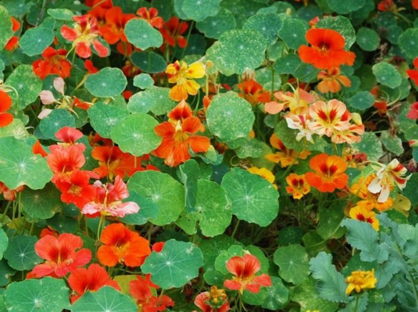 Tropaeolum minus Jewel-6 seminte- 5 lei - CONDURASI