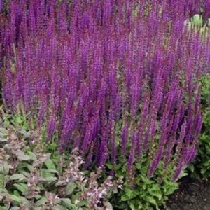 salvia-nemorosa-ostfriesland-10 - noutati dianadia ian2020