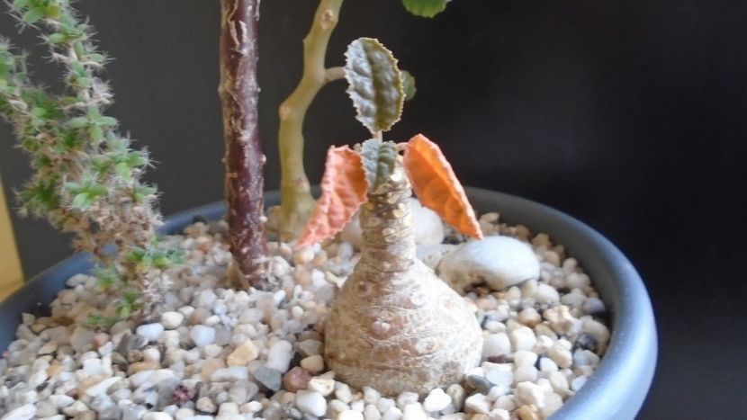 Dorstenia foetida - Caudiciforme si bulbi 2019 bis