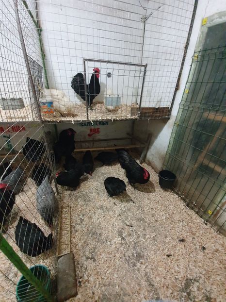  - Fam 1 australorp negru 2020