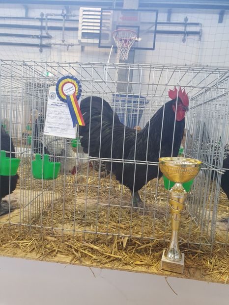  - Fam 1 australorp negru 2020