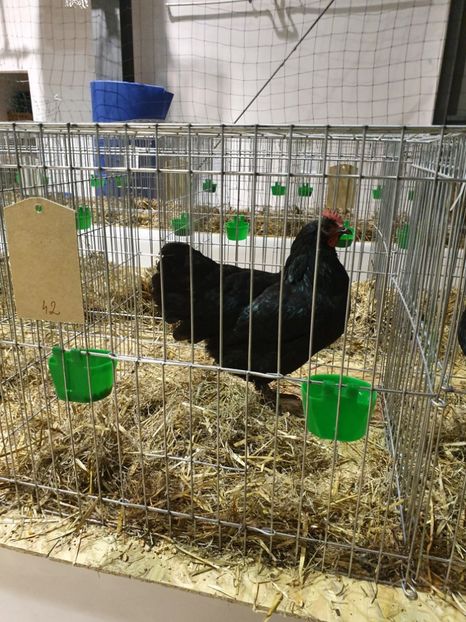  - Fam 1 australorp negru 2020