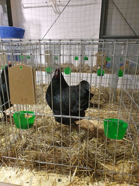  - Fam 1 australorp negru 2020