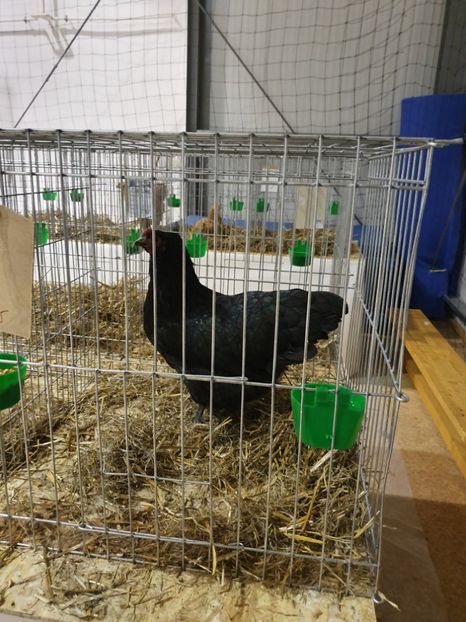  - Fam 1 australorp negru 2020