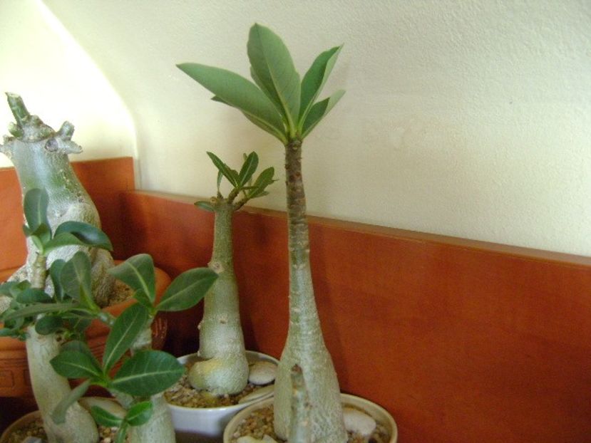 Genul Adenium - Caudiciforme si bulbi 2019 bis