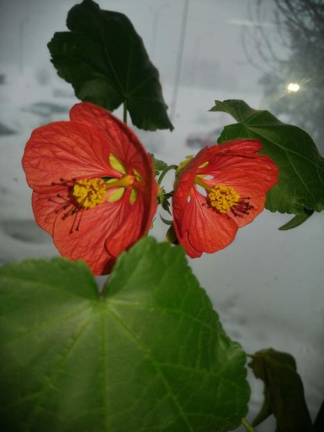  - Abutilon