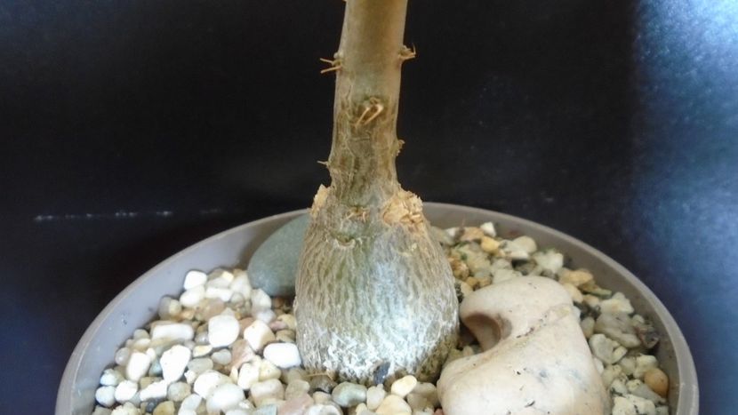 Pachypodium succulentum - Caudiciforme - pachycaule si bulboase 2020