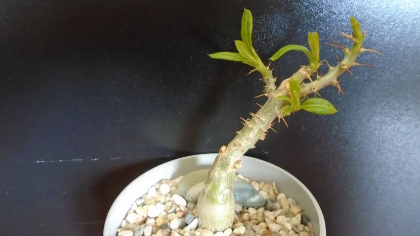 Pachypodium bispinosum - Caudiciforme - pachycaule si bulboase 2020