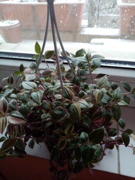 Tradescantia zebrina. - Februarie 2020