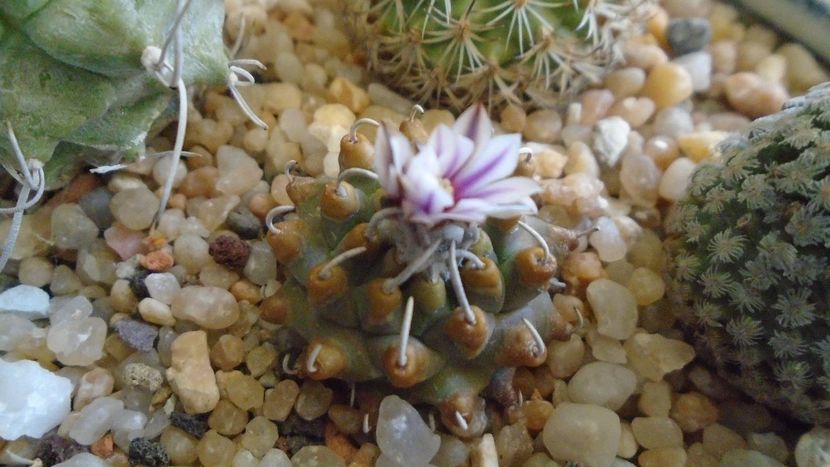 Turbinicarpus schmiedickeanus v. panarottoi - Cactusi 2020 evolutie