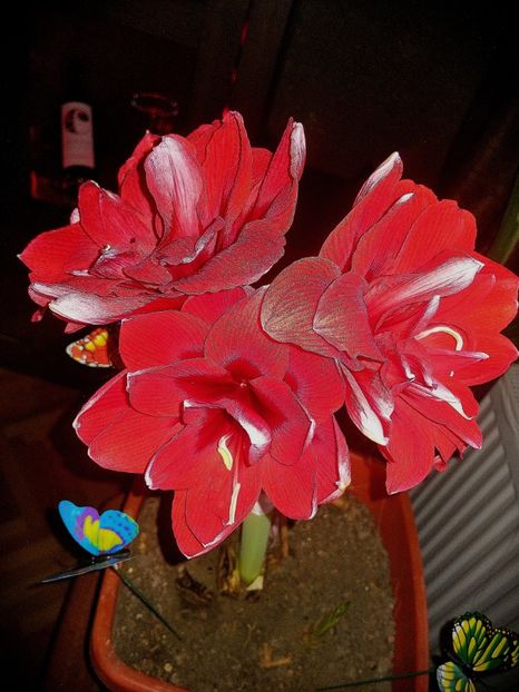  - Hippeastrum 20-23