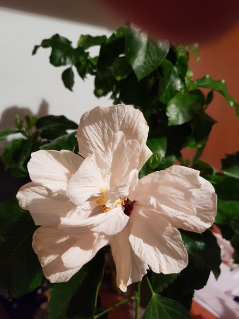  - HIBISCUS 2020