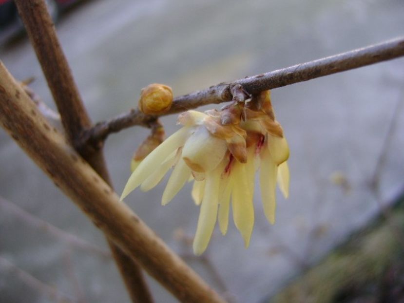 18 febr. 2020 - Arbustul zânei (Chimonanthus praecox) - v Iarna 2019-2020