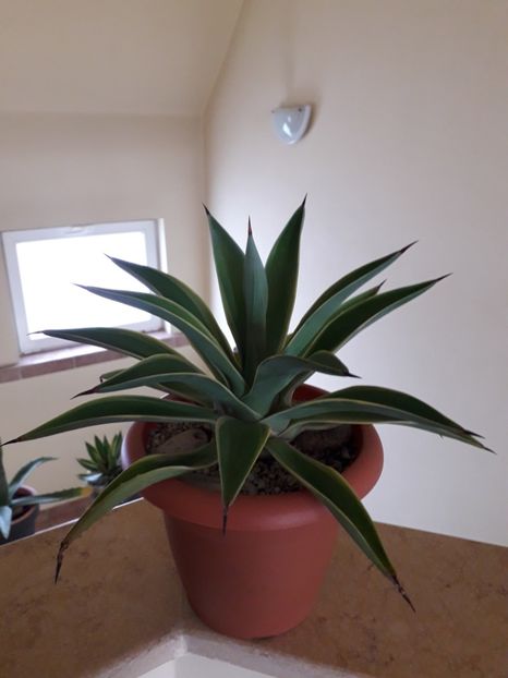 Agave desmetiana v. marginata - Agave si Yucca 2019