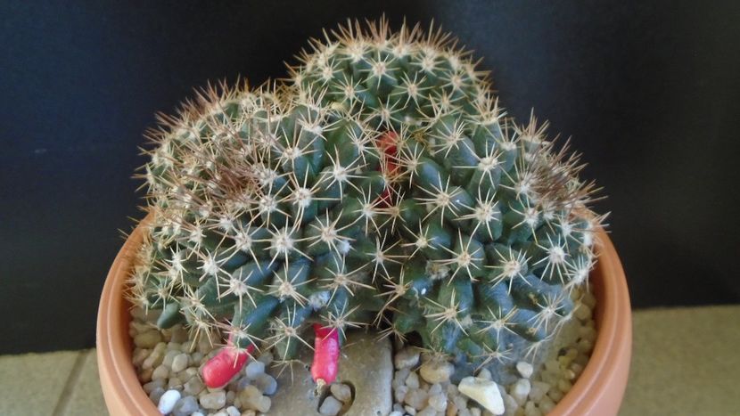 Mammillaria mammillaris - Cactusi 2020 evolutie