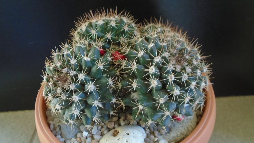 Mammillaria mammillaris - Cactusi 2020 evolutie