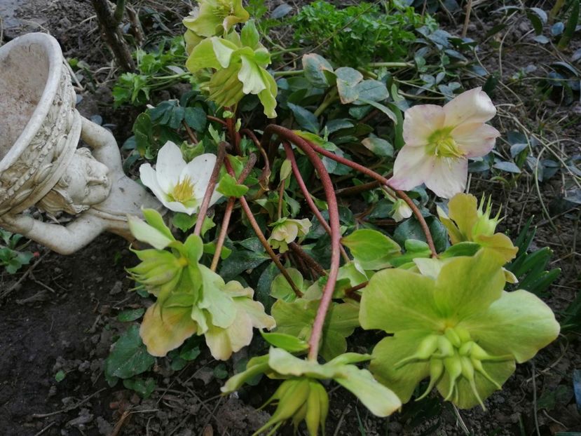  - Spânz helleborus 2020