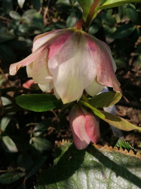 De Yellow Spotted - Spânz helleborus 2020