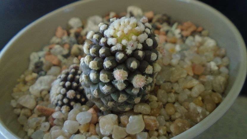 Copiapoa humilis ssp. tenuissima f. monstruosa - Cactusi 2020 evolutie