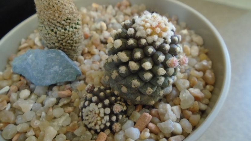 Copiapoa humilis ssp. tenuissima f. monstruosa - Cactusi 2020 evolutie