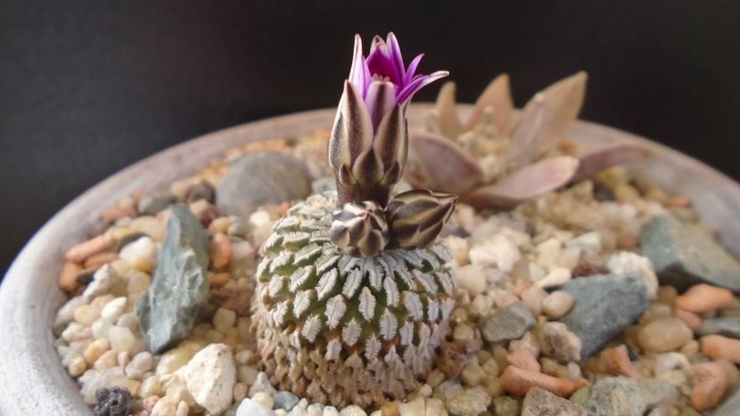 Turbinicarpus pseudopectinatus - Cactusi 2020 evolutie