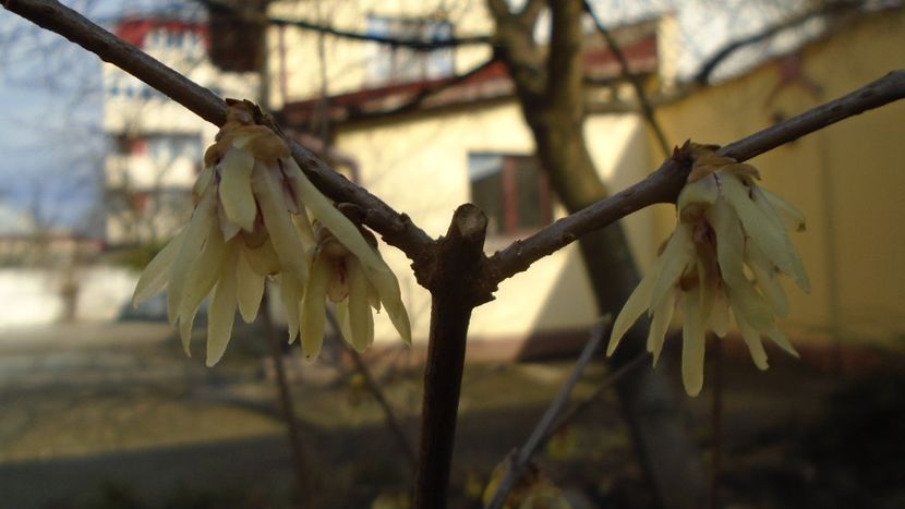 Arbustul zânei (Chimonanthus praecox) - v Iarna 2019-2020