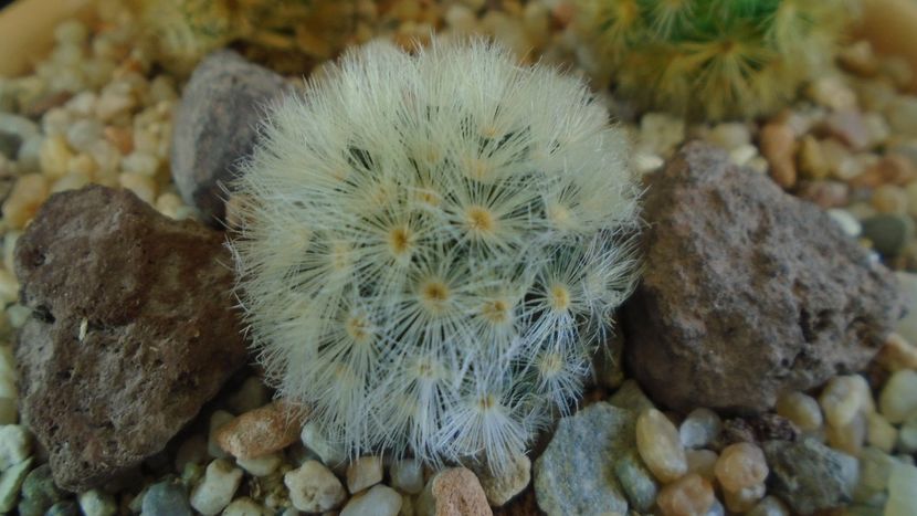 Mammillaria carmenae - Cactusi 2020 evolutie