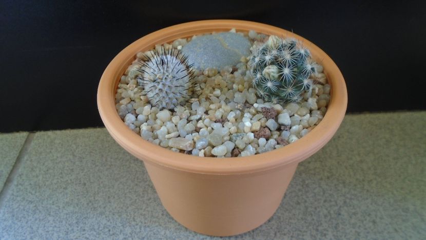 Mammillaria coahuilensis ssp. albiarmata & Mammillaria perezdelarosae ssp. andersoniana - Cactusi 2020 evolutie