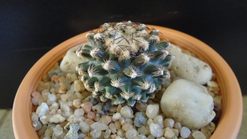 Pediocactus knowltonii - Cactusi 2020 evolutie