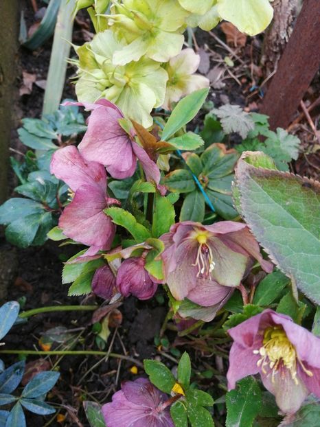  - Spânz helleborus 2020