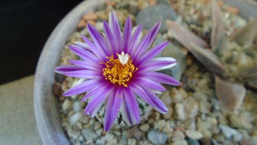 Turbinicarpus pseudopectinatus - Cactusi 2020 evolutie