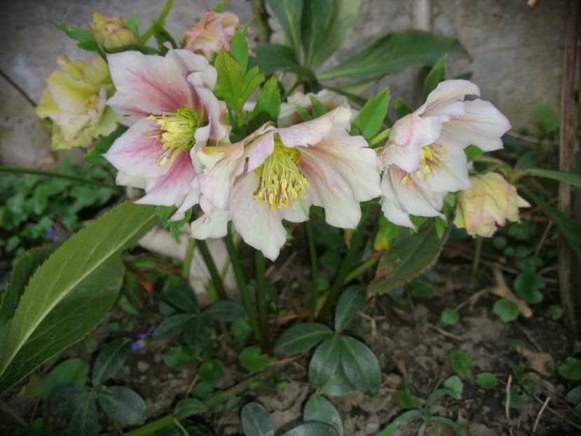  - Spânz helleborus 2020